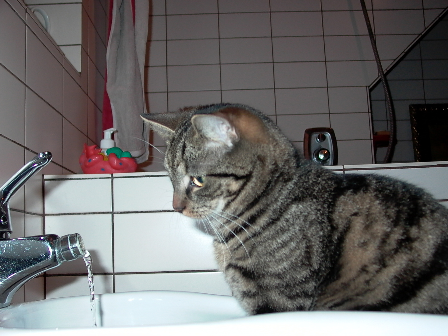 Fridolin Freitag im Bidet