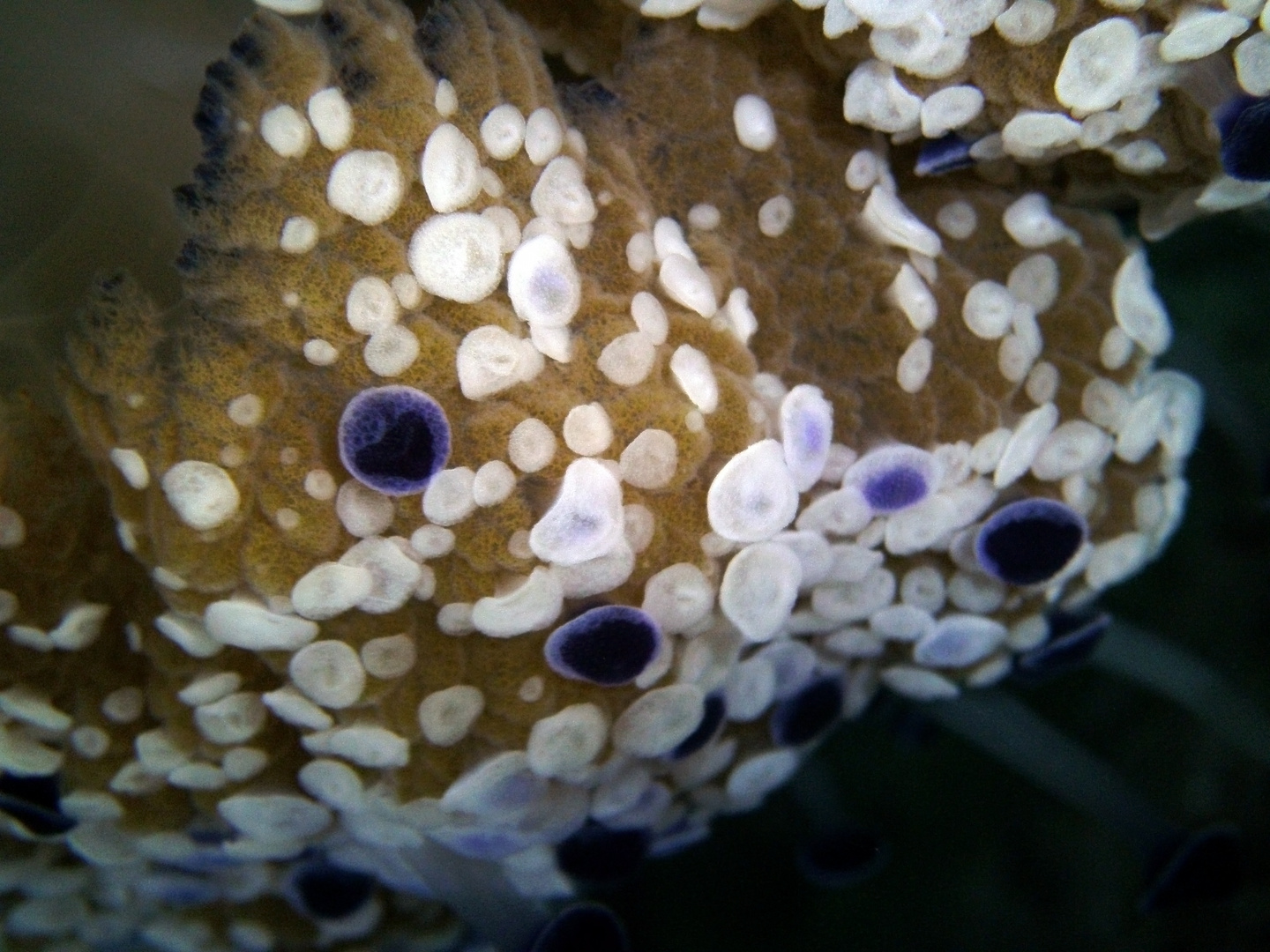 fried-egg-jellyfish