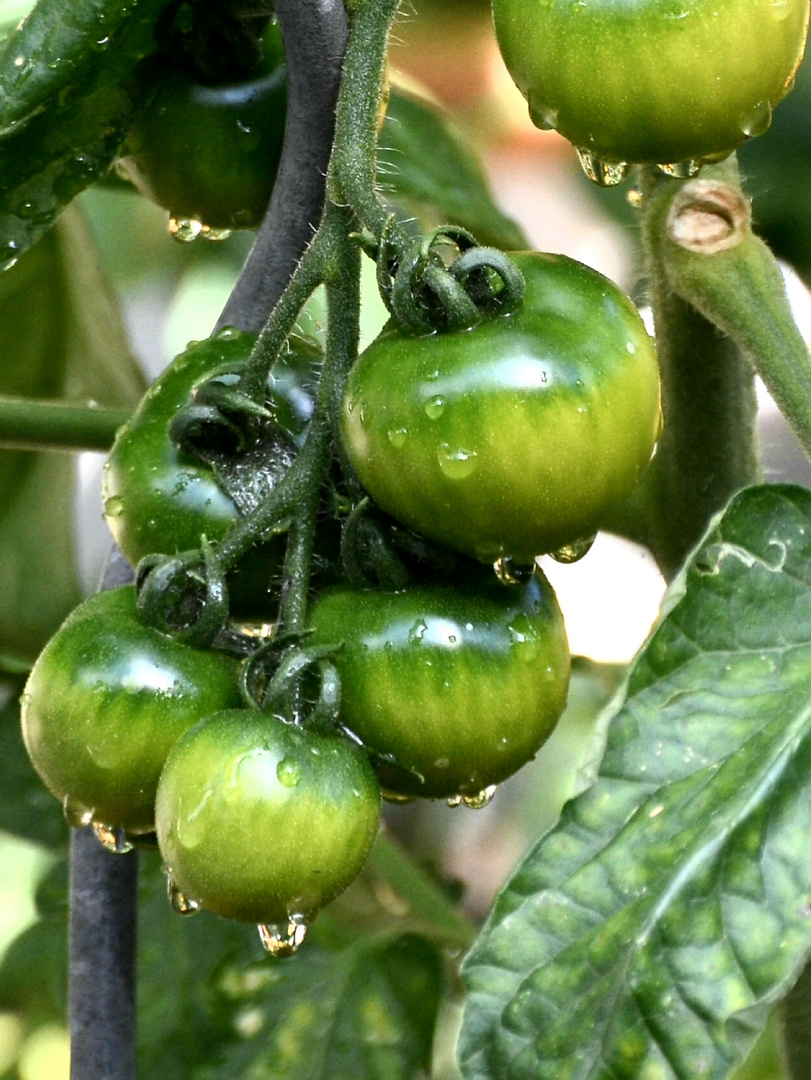 Fried green tomatoes 