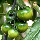 Fried green tomatoes 