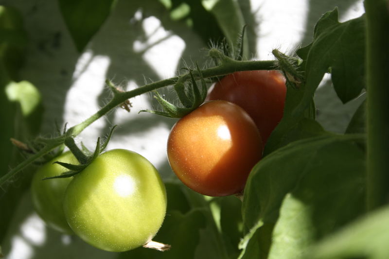 fried green tomatoes