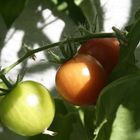 fried green tomatoes