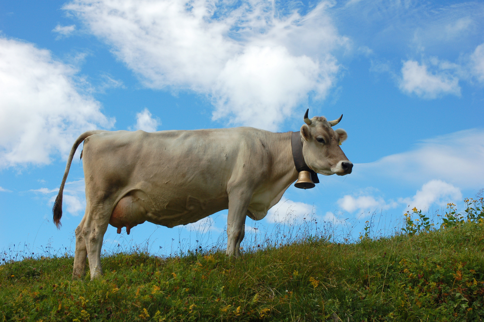 Frieda auf dem Nebelhorn