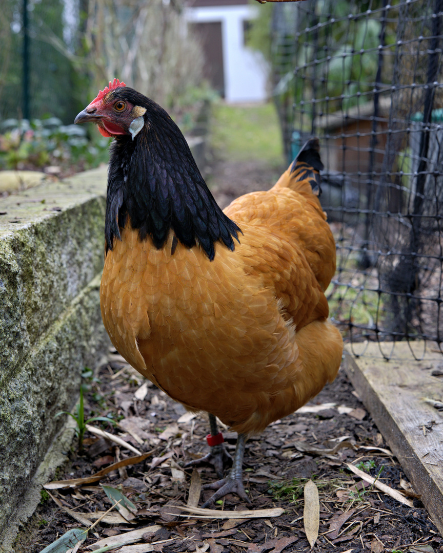 Frieda, das Vorwerk-Huhn 1 von 4: Portrait