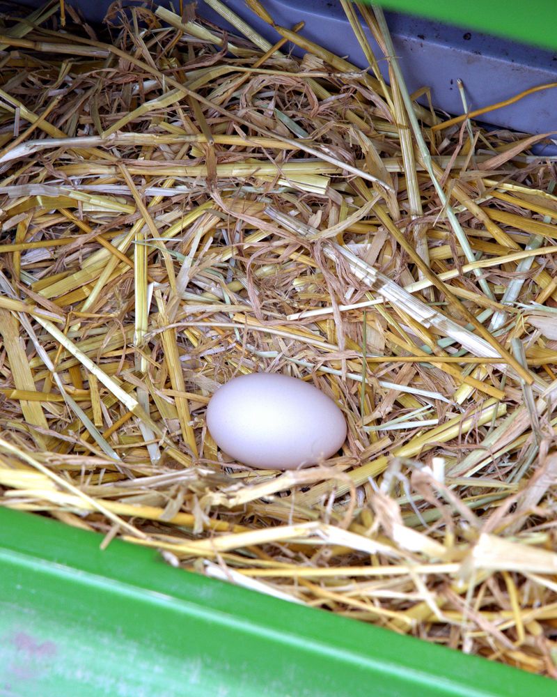 Frieda, das Vorwerk-Huhn 2 von 4: Das Ei ist gelegt