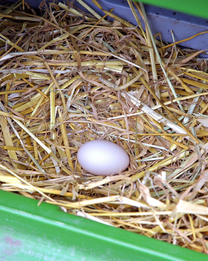 Frieda, das Vorwerk-Huhn 2 von 4: Das Ei ist gelegt