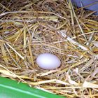 Frieda, das Vorwerk-Huhn 2 von 4: Das Ei ist gelegt