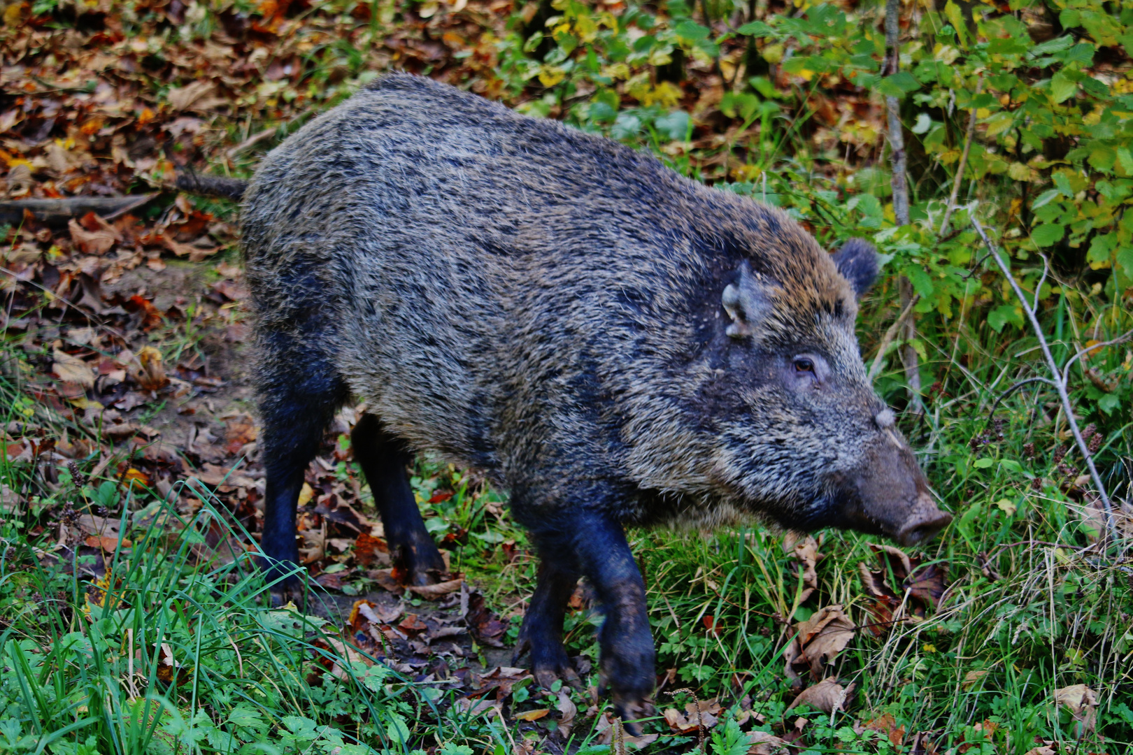 Frieda, die Leitbache