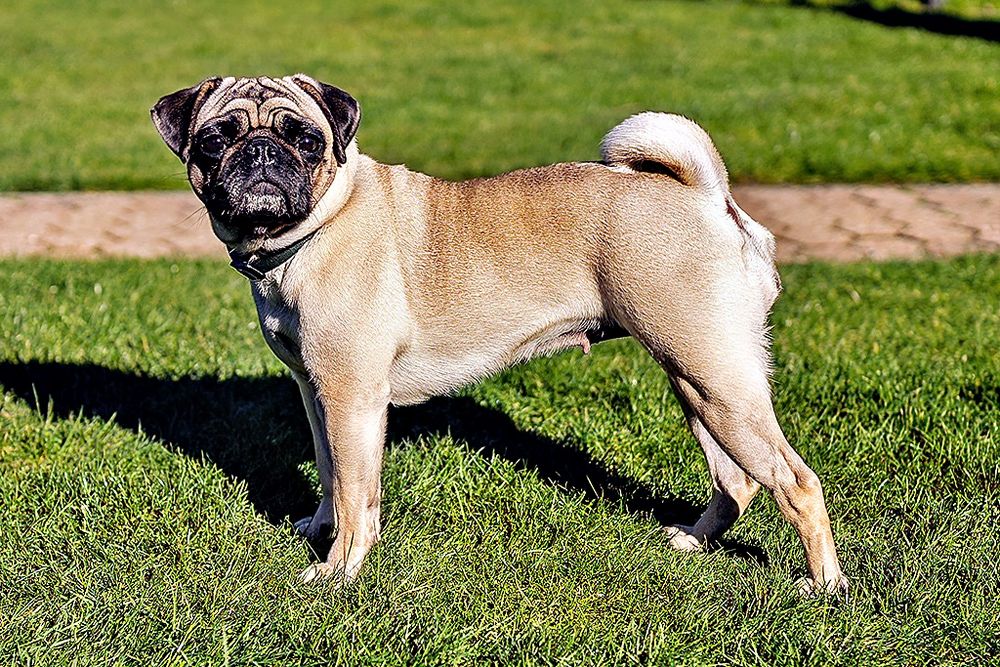 Frieda ein RetroMops Foto & Bild hunde, hund, tier Bilder auf