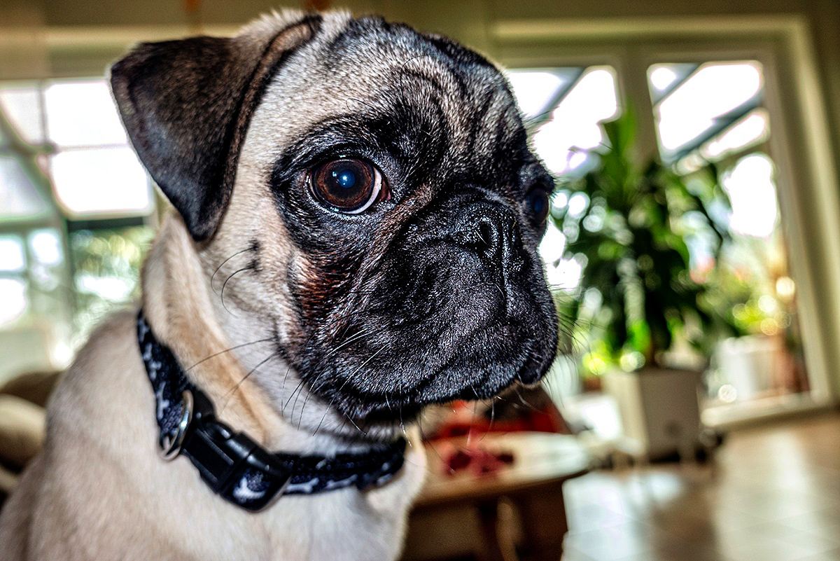 Frieda ein RetroMops Foto & Bild hunde, hund, tier Bilder auf