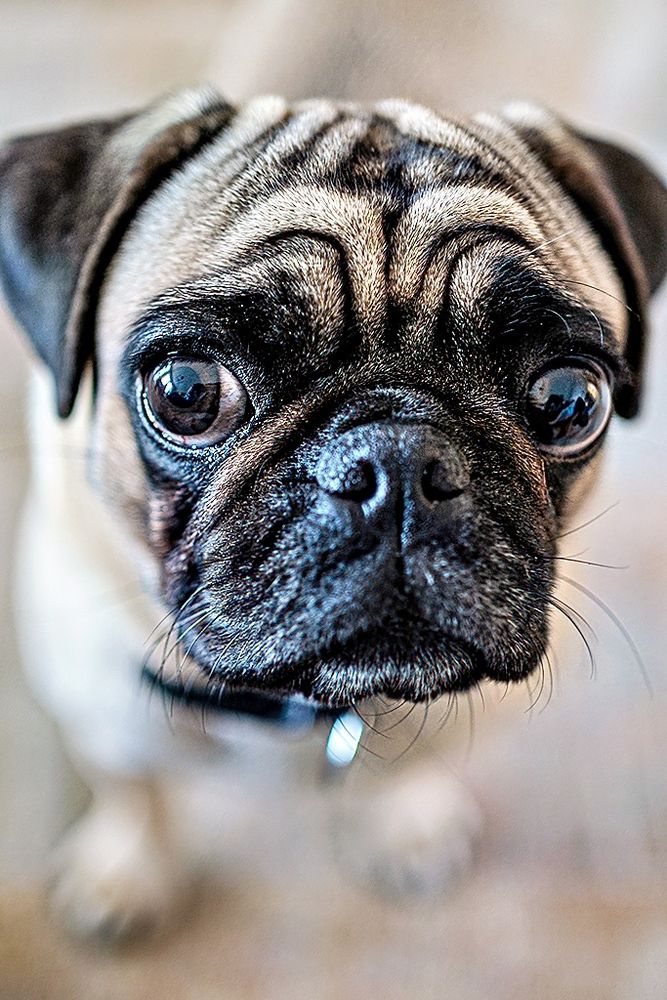 Frieda ein RetroMops Foto & Bild hunde, hund, tier Bilder auf