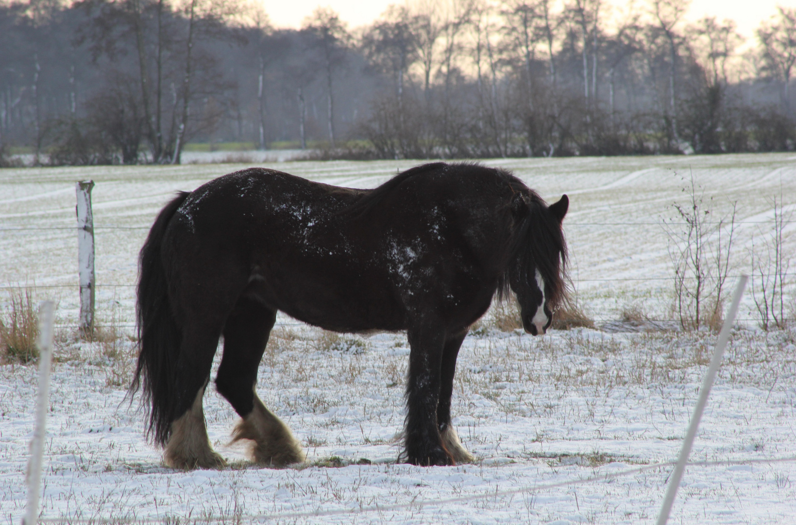 Frieda im Schnee