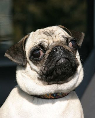 Frieda IV *nachgeschärft*