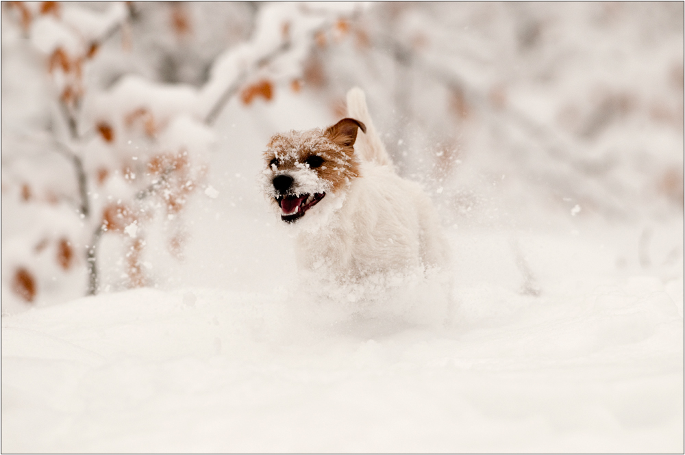 Frieda mag Schnee...