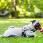 Frieda mit viel zu großem Spielzeug