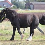 Frieda schwingt das Tanzbein