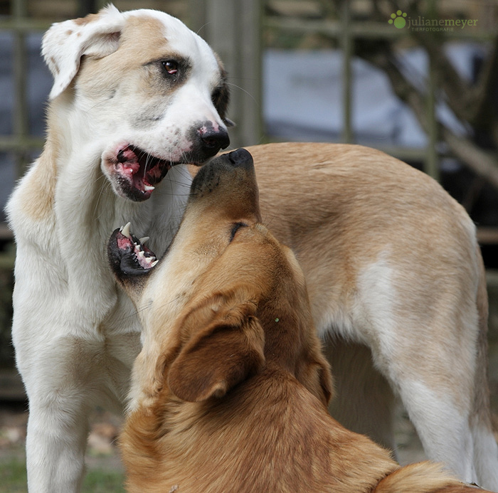 Frieda und Don