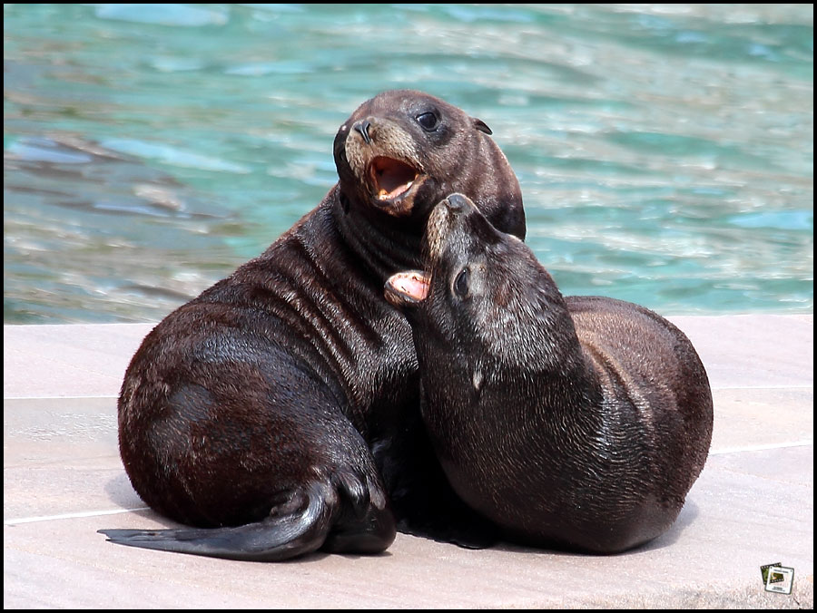 Frieda und Fred - 2 junge Seelöwen im Tiergarten Nürnberg