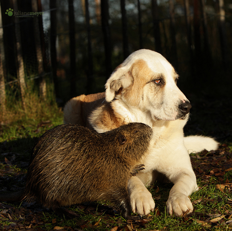 Frieda und Nuki