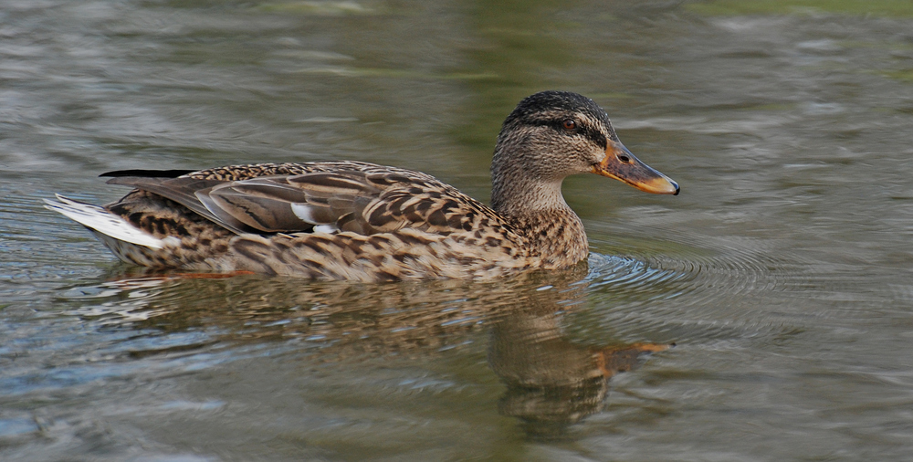 "Frieda" vom Auesee....