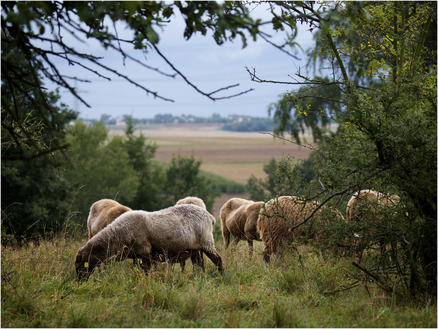 Friede in der Wetterau