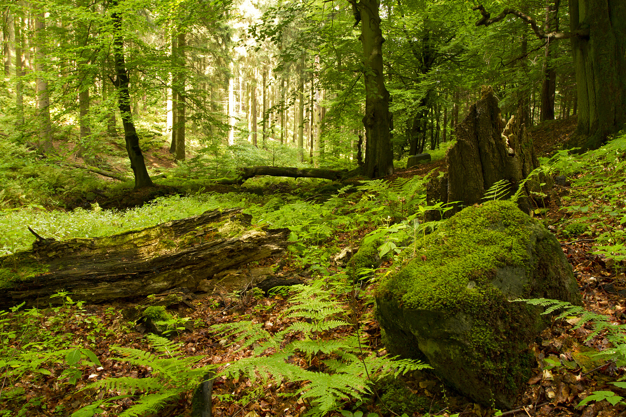 Frieden im Wald abseits der Wege