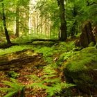 Frieden im Wald abseits der Wege