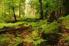 Frieden im Wald abseits der Wege