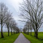 Friedenseiche am Ende einer Allee