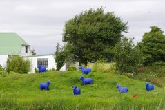 Friedensherde vor Hamburger Hallig