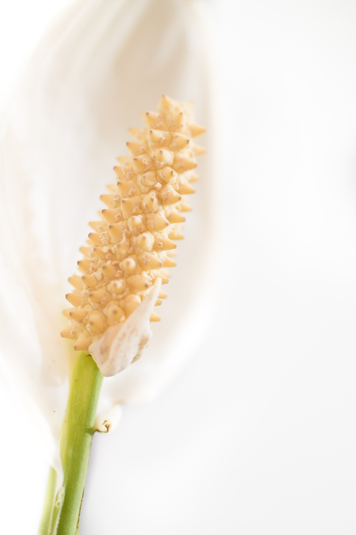 Friedenslilie (Spathiphyllum)