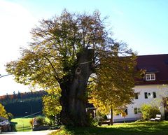 Friedenslinde