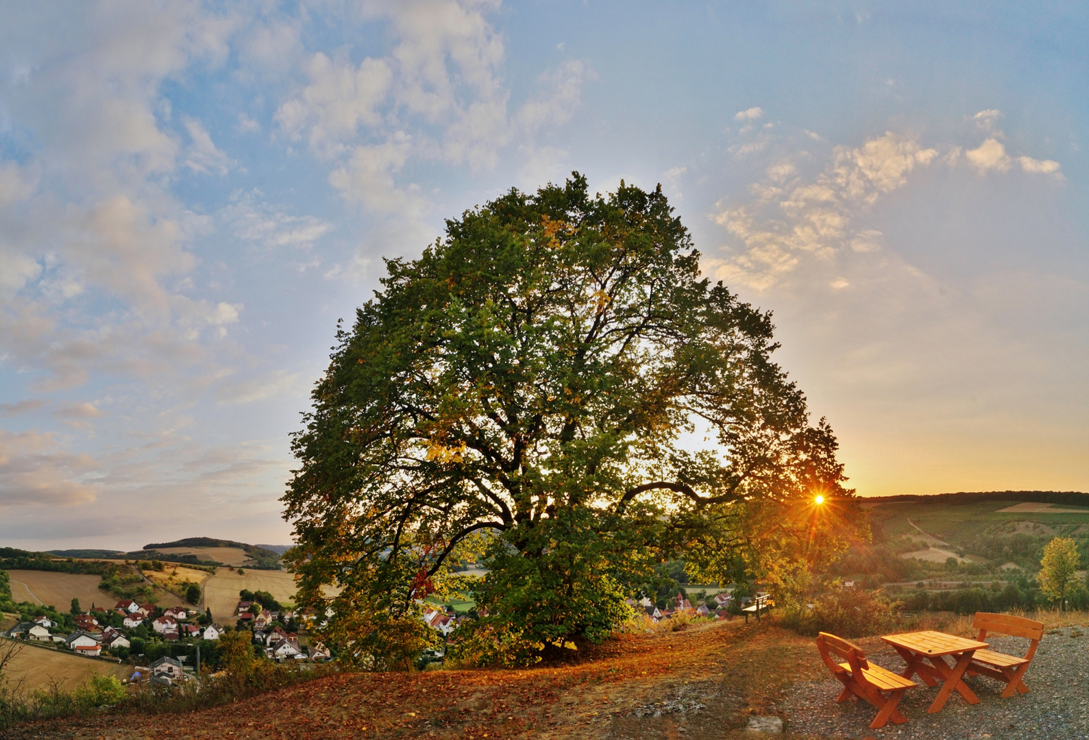 Friedenslinde im Abendlicht.