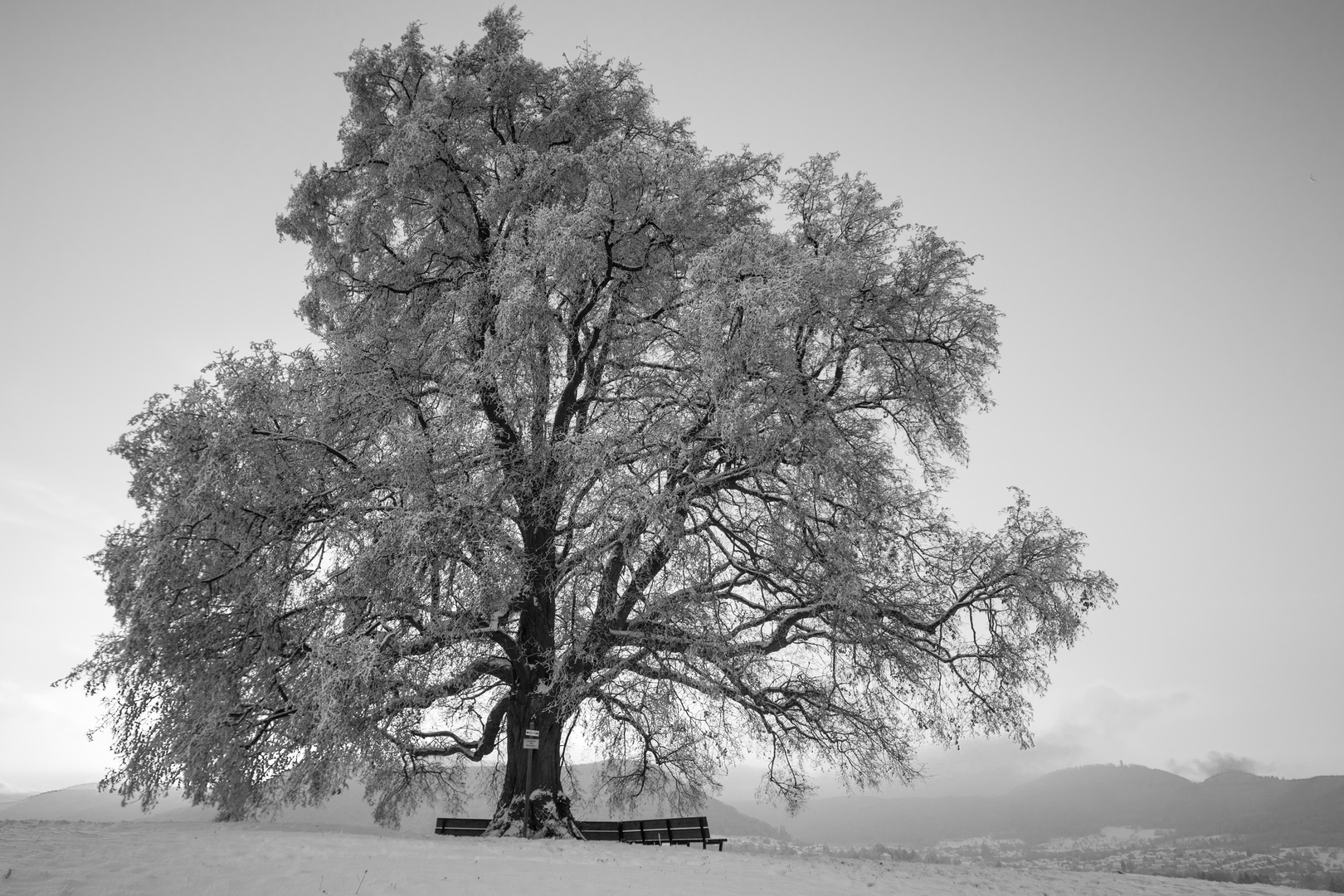 Friedenslinde im Winter