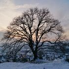 Friedenslinde von 1871 im Winter.