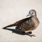 Friedenstäubchen (Geopelia placida)