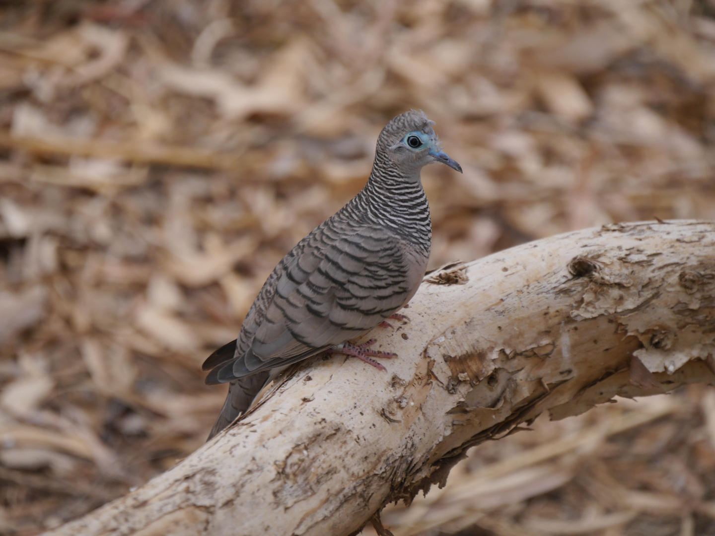 Friedenstäubchen  -  Peaceful Dove