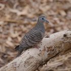 Friedenstäubchen  -  Peaceful Dove