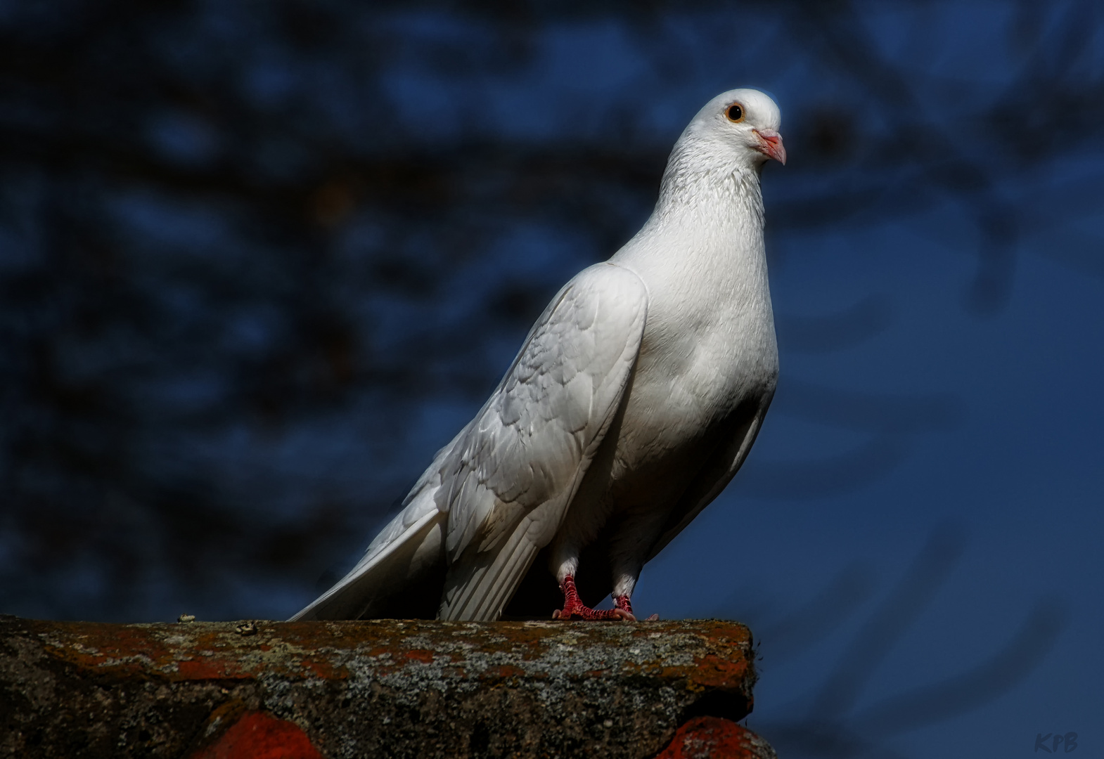Friedenstaube Foto Bild Tiere Wildlife Wild Lebende Vogel Bilder Auf Fotocommunity
