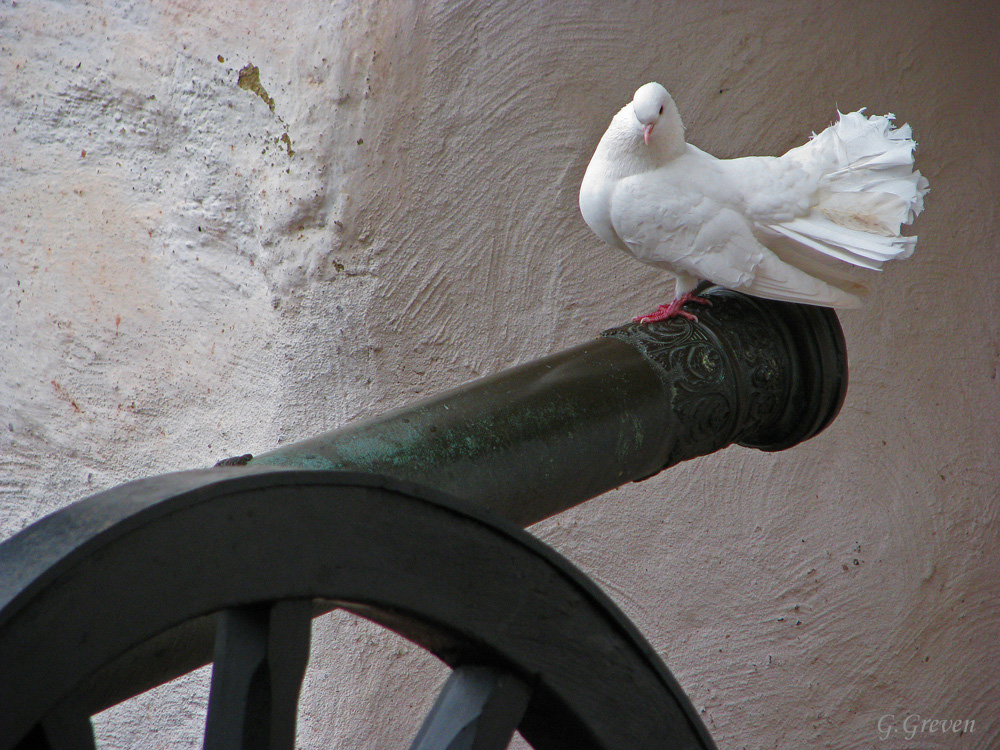 Friedenstaube II auf der Wartburg