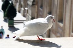 Friedenstaube im Schloss Versailles