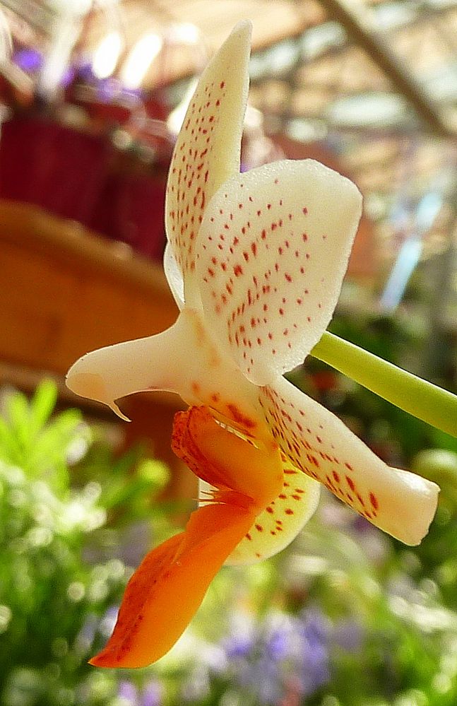 "Friedenstaube"-Orchidee