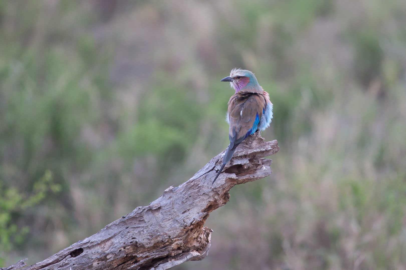 Friedensvogel