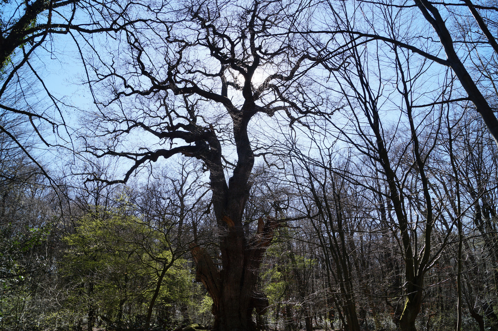 Friederikeneiche im Hasbruch