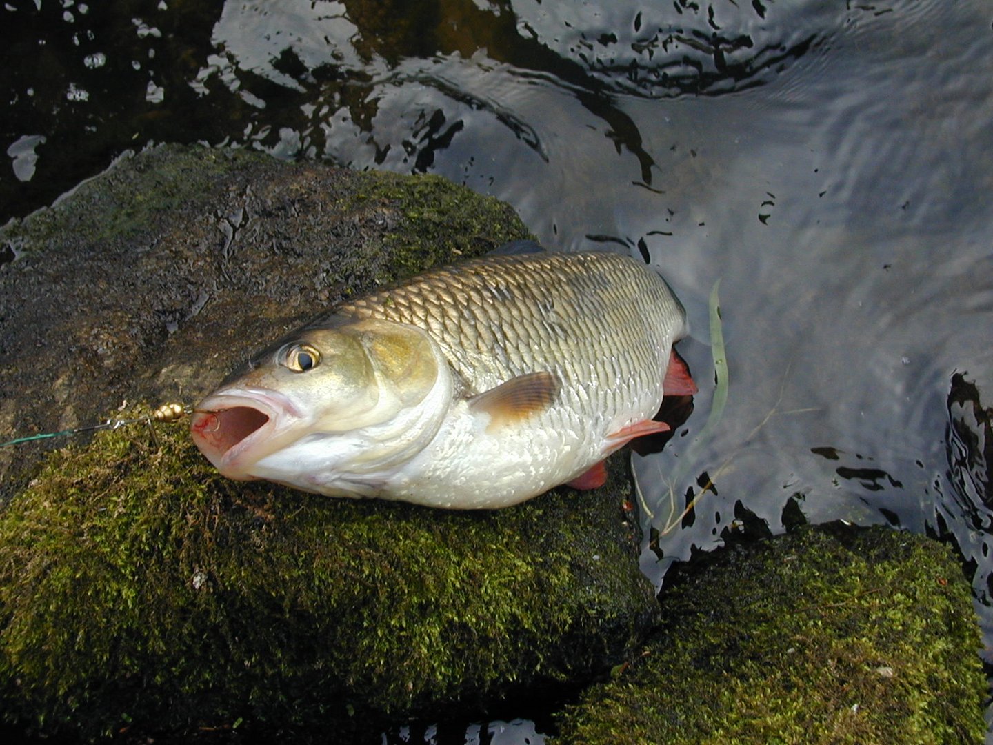 Friedfisch und auch Raubfisch