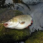 Friedfisch und auch Raubfisch