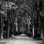 Friedhof Allee in November