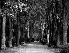 Friedhof Allee in November