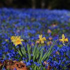 Friedhof Am Lindener Berg 03201723