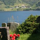 Friedhof am Sognefjord (Norwegen)